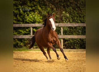 American Quarter Horse, Stute, 2 Jahre, 142 cm, Brauner