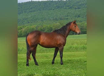 American Quarter Horse, Stute, 2 Jahre, 142 cm, Brauner
