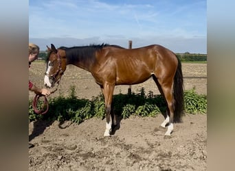 American Quarter Horse, Stute, 2 Jahre, 142 cm, Brauner