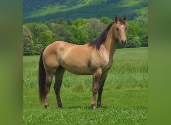 American Quarter Horse, Stute, 2 Jahre, 142 cm, Falbe