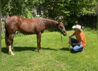 American Quarter Horse, Stute, 2 Jahre, 142 cm, Fuchs