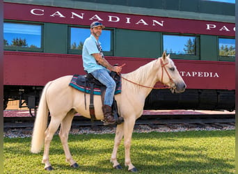 American Quarter Horse, Stute, 2 Jahre, 142 cm, Palomino