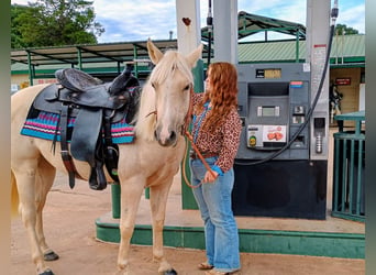 American Quarter Horse, Stute, 2 Jahre, 142 cm, Palomino