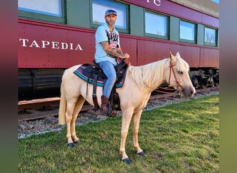 American Quarter Horse, Stute, 2 Jahre, 142 cm, Palomino