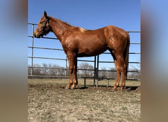 American Quarter Horse, Stute, 2 Jahre, 142 cm, Rotfuchs