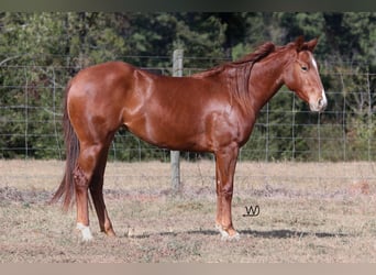 American Quarter Horse, Stute, 2 Jahre, 142 cm, Rotfuchs