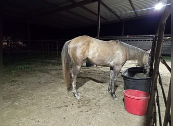 American Quarter Horse, Stute, 2 Jahre, 142 cm, Schimmel