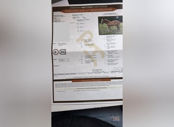 American Quarter Horse, Stute, 2 Jahre, 145 cm, Dunkelbrauner