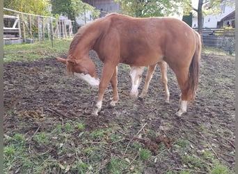 American Quarter Horse, Stute, 2 Jahre, 145 cm, Dunkelfuchs