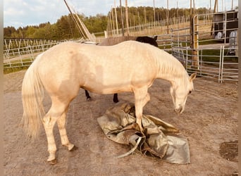 American Quarter Horse, Stute, 2 Jahre, 145 cm, Falbe