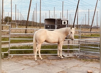 American Quarter Horse, Stute, 2 Jahre, 145 cm, Falbe