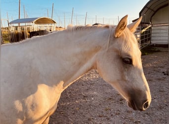 American Quarter Horse, Stute, 2 Jahre, 145 cm, Falbe