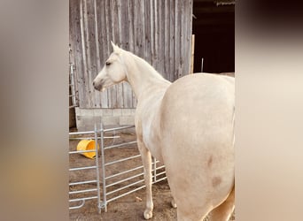 American Quarter Horse, Stute, 2 Jahre, 145 cm, Falbe