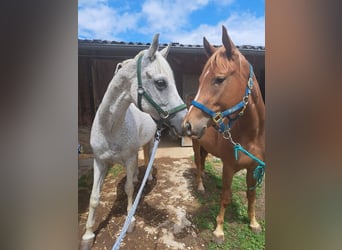 American Quarter Horse, Stute, 2 Jahre, 145 cm, Fuchs