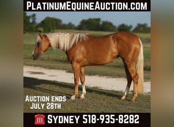 American Quarter Horse, Stute, 2 Jahre, 145 cm, Palomino