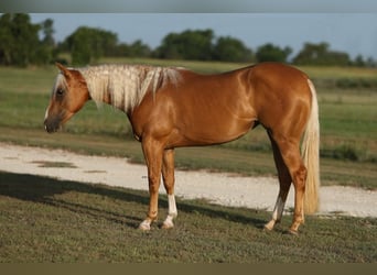 American Quarter Horse, Stute, 2 Jahre, 145 cm, Palomino
