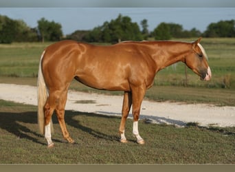 American Quarter Horse, Stute, 2 Jahre, 145 cm, Palomino