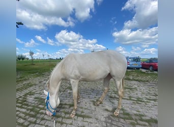 American Quarter Horse, Stute, 2 Jahre, 145 cm, Perlino