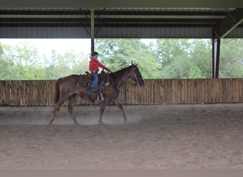 American Quarter Horse, Stute, 2 Jahre, 145 cm, Roan-Red