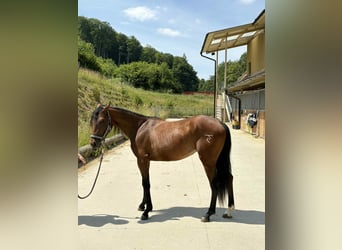 American Quarter Horse, Stute, 2 Jahre, 145 cm, Rotbrauner