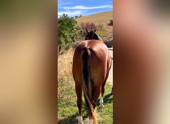 American Quarter Horse, Stute, 2 Jahre, 145 cm, Rotfuchs