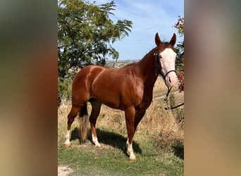 American Quarter Horse, Stute, 2 Jahre, 145 cm, Rotfuchs