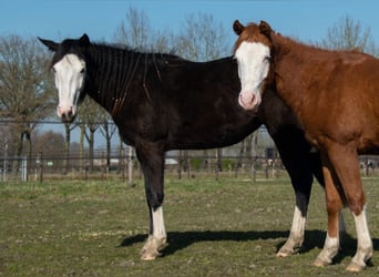 American Quarter Horse, Stute, 2 Jahre, 145 cm, Schwarzbrauner