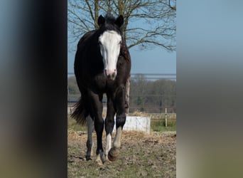 American Quarter Horse, Stute, 2 Jahre, 145 cm, Schwarzbrauner
