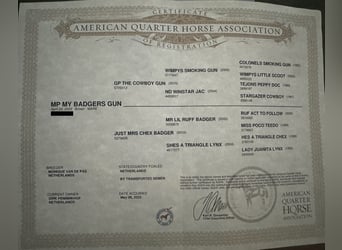 American Quarter Horse, Stute, 2 Jahre, 145 cm, Schwarzbrauner