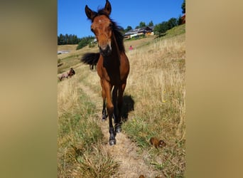 American Quarter Horse, Stute, 2 Jahre, 146 cm, Brauner