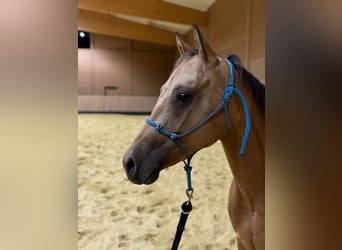 American Quarter Horse, Stute, 2 Jahre, 147 cm, Buckskin