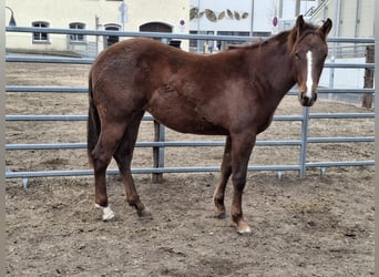 American Quarter Horse, Stute, 2 Jahre, 147 cm, Dunkelbrauner