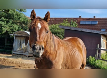 American Quarter Horse, Stute, 2 Jahre, 147 cm, Dunkelfuchs