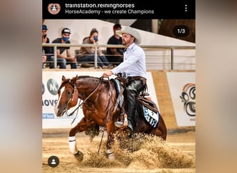 American Quarter Horse, Stute, 2 Jahre, 147 cm, Dunkelfuchs