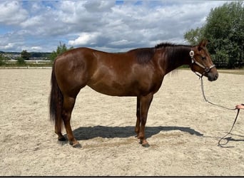 American Quarter Horse, Stute, 2 Jahre, 147 cm, Dunkelfuchs