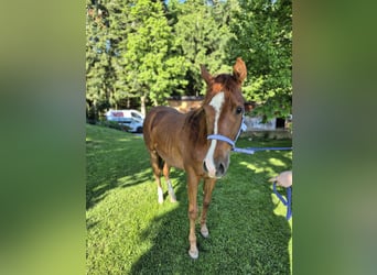 American Quarter Horse, Stute, 2 Jahre, 147 cm, Fuchs