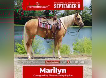 American Quarter Horse, Stute, 2 Jahre, 147 cm, Palomino