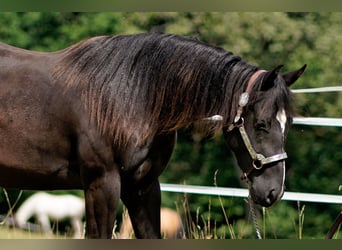 American Quarter Horse, Stute, 2 Jahre, 147 cm, Rappe