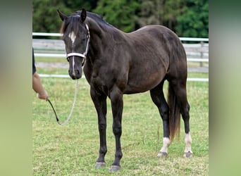 American Quarter Horse, Stute, 2 Jahre, 147 cm, Rappe