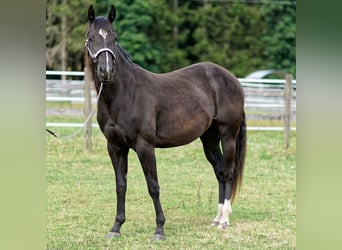 American Quarter Horse, Stute, 2 Jahre, 147 cm, Rappe
