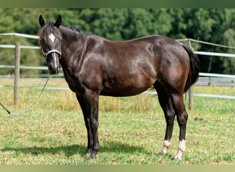 American Quarter Horse, Stute, 2 Jahre, 147 cm, Rappe