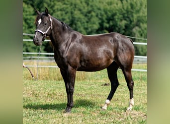 American Quarter Horse, Stute, 2 Jahre, 147 cm, Rappe