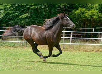 American Quarter Horse, Stute, 2 Jahre, 147 cm, Rappe