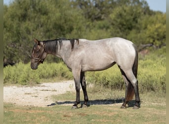 American Quarter Horse, Stute, 2 Jahre, 147 cm, Roan-Bay