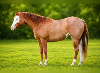 American Quarter Horse, Stute, 2 Jahre, 147 cm, Roan-Red