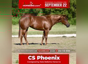 American Quarter Horse, Stute, 2 Jahre, 147 cm, Rotfuchs