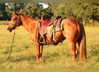 American Quarter Horse, Stute, 2 Jahre, 147 cm, Rotfuchs