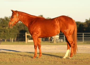 American Quarter Horse, Stute, 2 Jahre, 147 cm, Rotfuchs