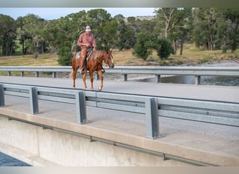 American Quarter Horse, Stute, 2 Jahre, 147 cm, Rotfuchs