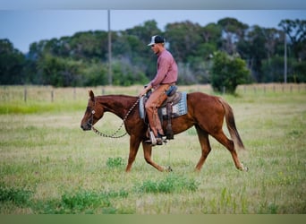 American Quarter Horse, Stute, 2 Jahre, 147 cm, Rotfuchs